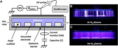 Cyto- and bio-compatibility assessment of plasma-treated polyvinylidene fluoride scaffolds for cardiac tissue engineering